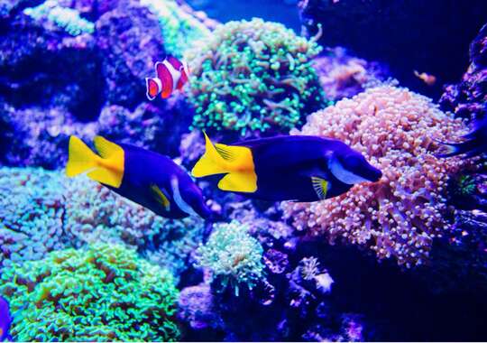 Snorkling og dykning ved Hurghadas Farverige Koraller