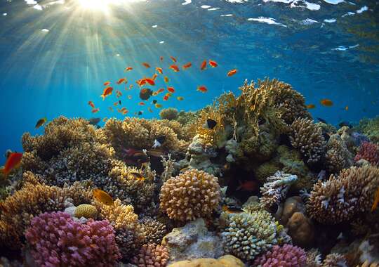  Utforska Tiran Island - Familjevänlig båttur