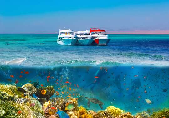 Upplev magin i Ras Mohammed National Park - Båttur.