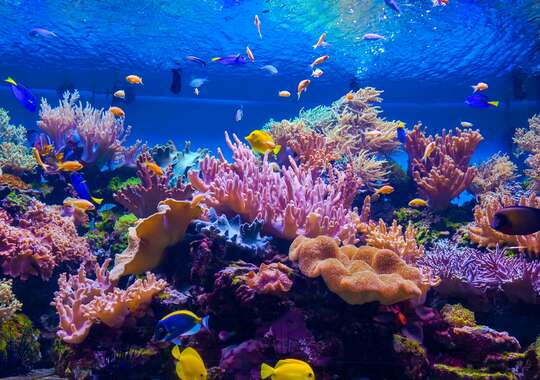 Vackra snorklings- och dykmöjligheter