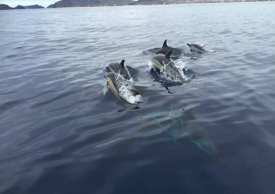 Båtutflykt: Runt Porto Santo
